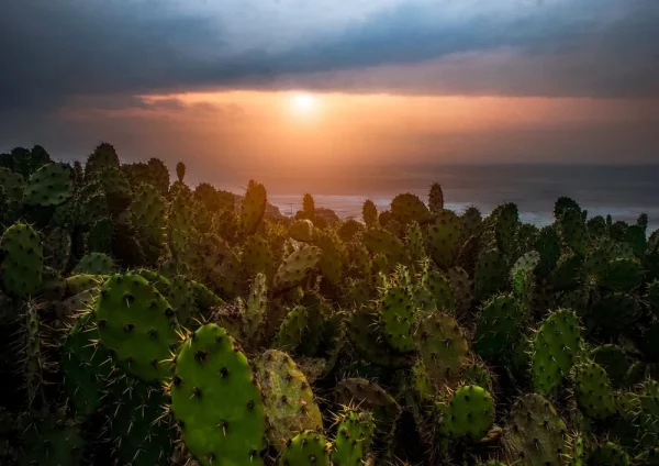 Bed of Thorns - Image 2