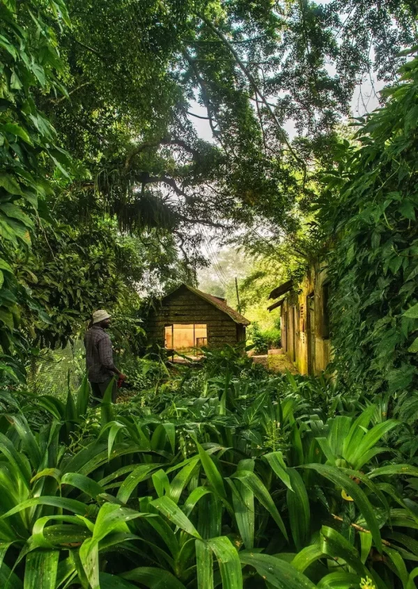 Morning Exploration in Aburi Gardens